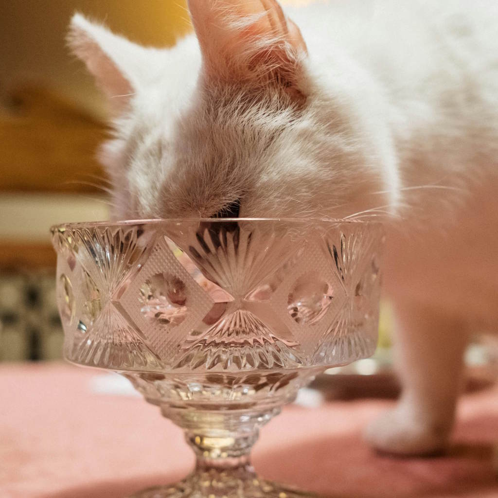 Can I Add Chicken Broth to My Cat’s Food  - A Cat Drinking From A Glass | Mo & Bear