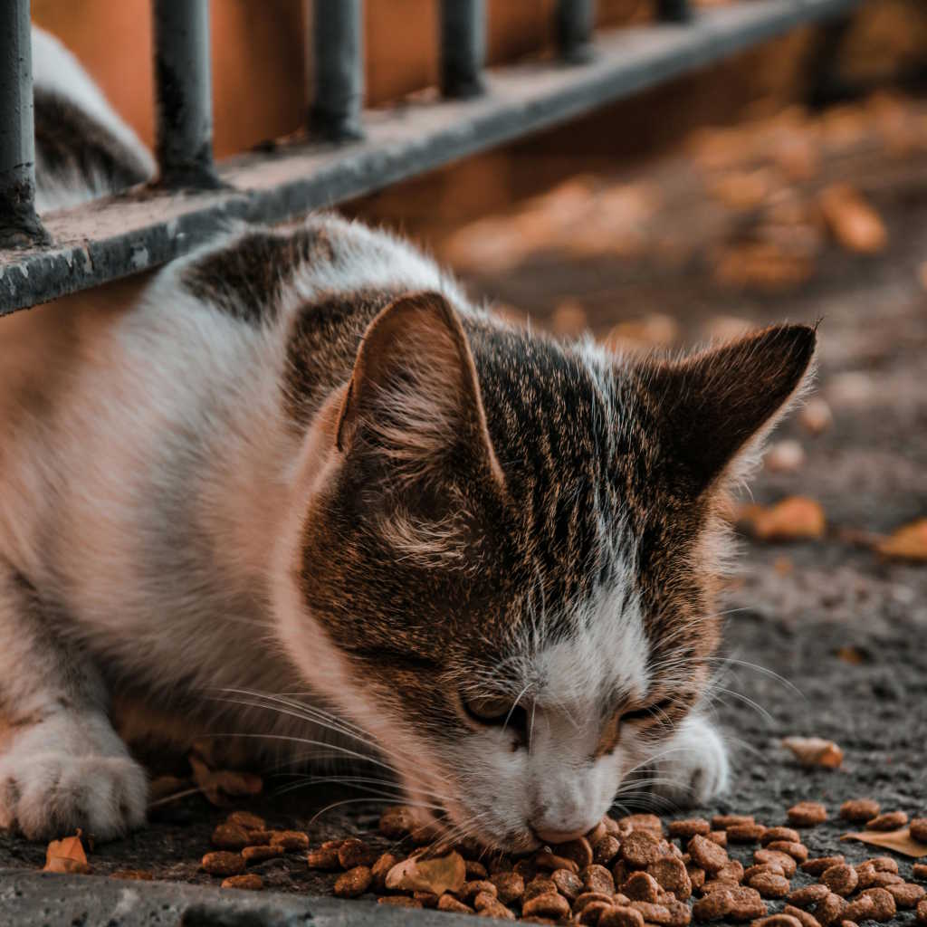 Can I Add Chicken Broth to My Cat’s Food  - A Cat Eating Food Near A Metal Fence | Mo & Bear