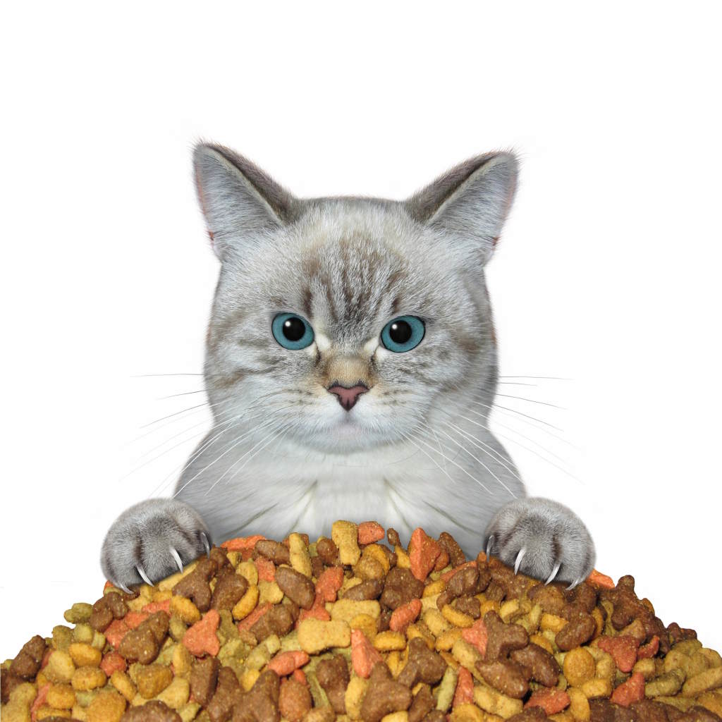 Do Cats Get Tired of Their Food - A Cat with a Pile of Food | Mo & Bear