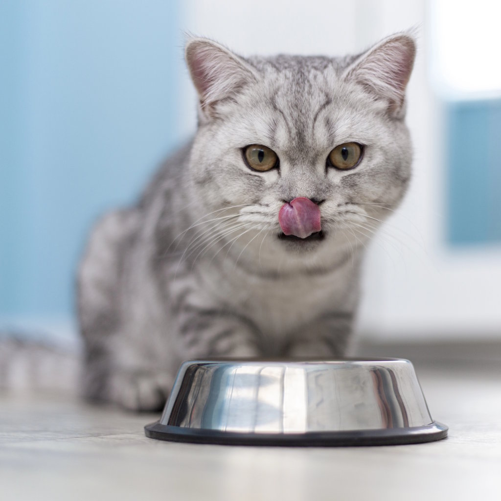 Do Cats Get Tired of Their Food - A Cat Licking Its Lips | Mo & Bear
